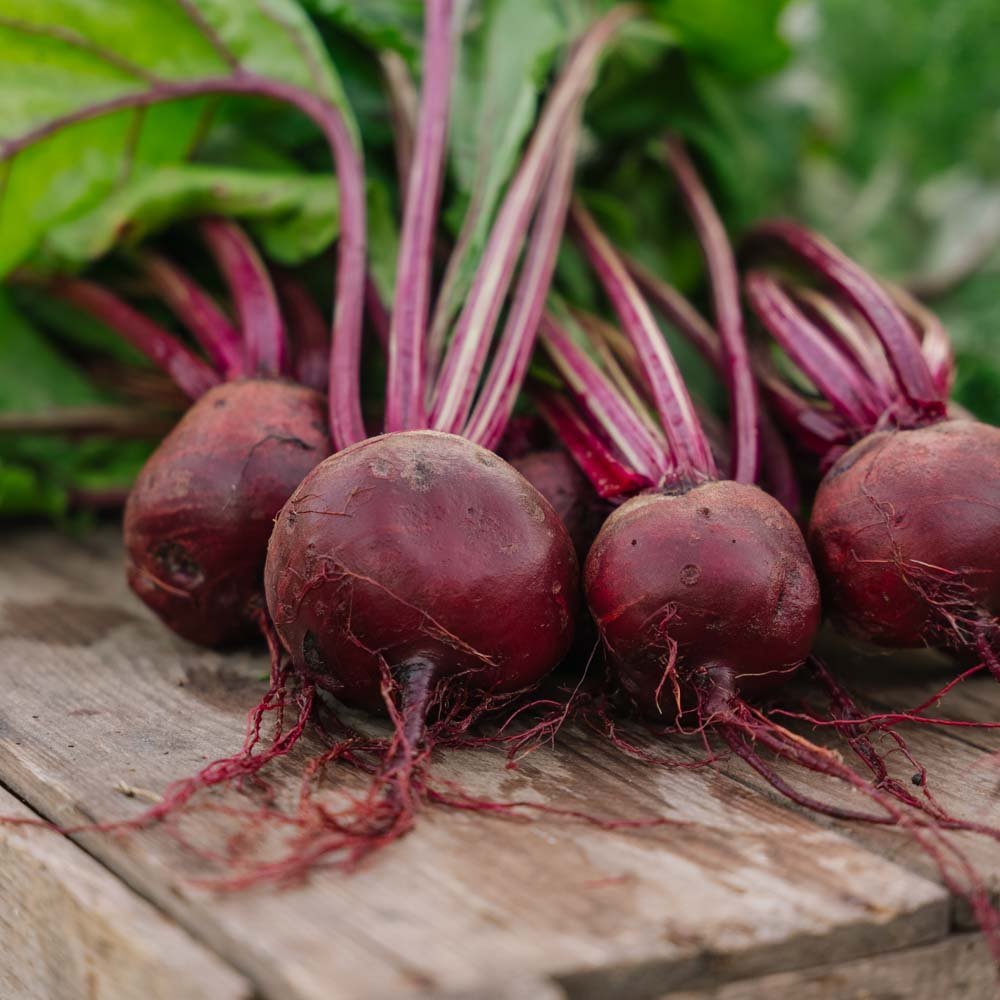 Punajuuren siemenet 'Detroit 2' - 50 luomusiementä