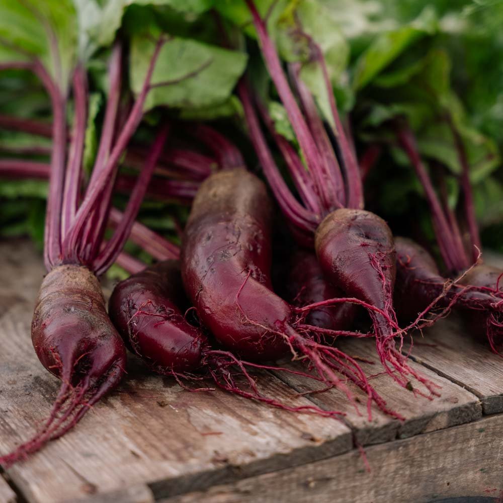 Punajuuren siemenet 'Foniro' - 50 luomusiementä