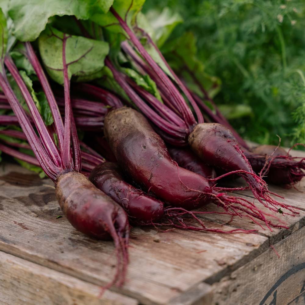 Punajuuren siemenet 'Foniro' - 50 luomusiementä