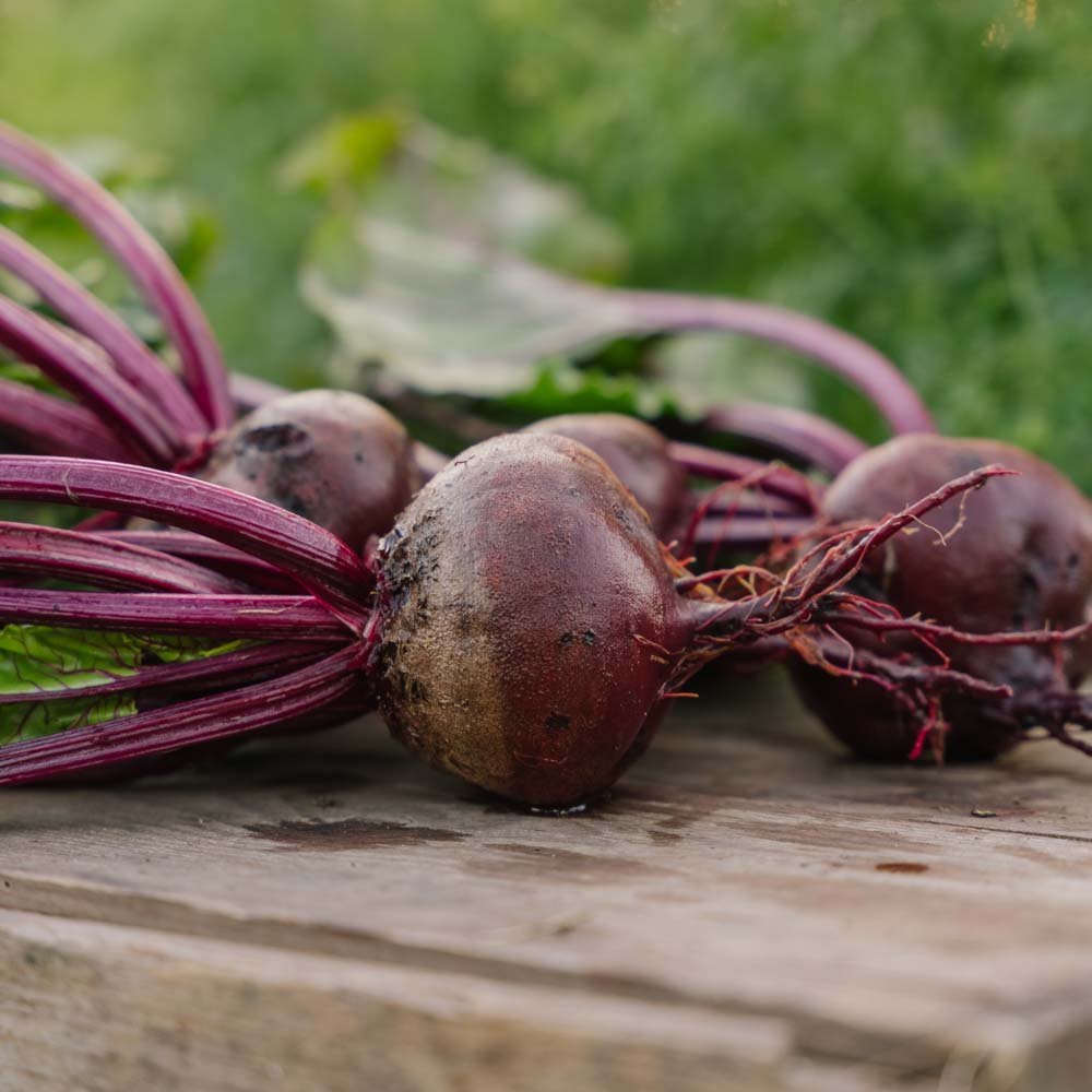 Rødbedefrø 'Platronde' - 50 Økologiske Frø