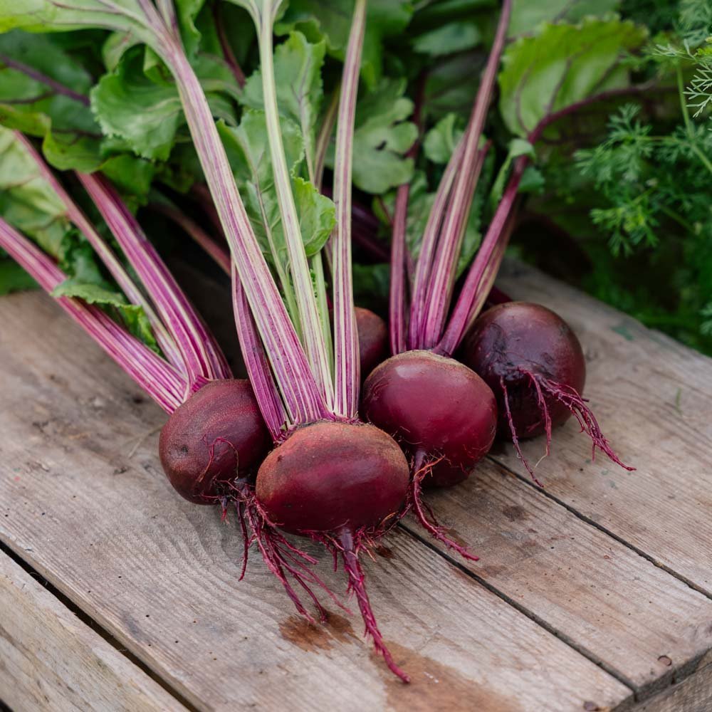 Punajuuren siemenet 'Rouschka' - 50 luomusiementä