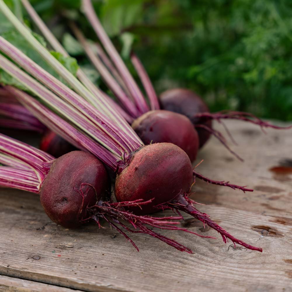 Punajuuren siemenet 'Rouschka' - 50 luomusiementä