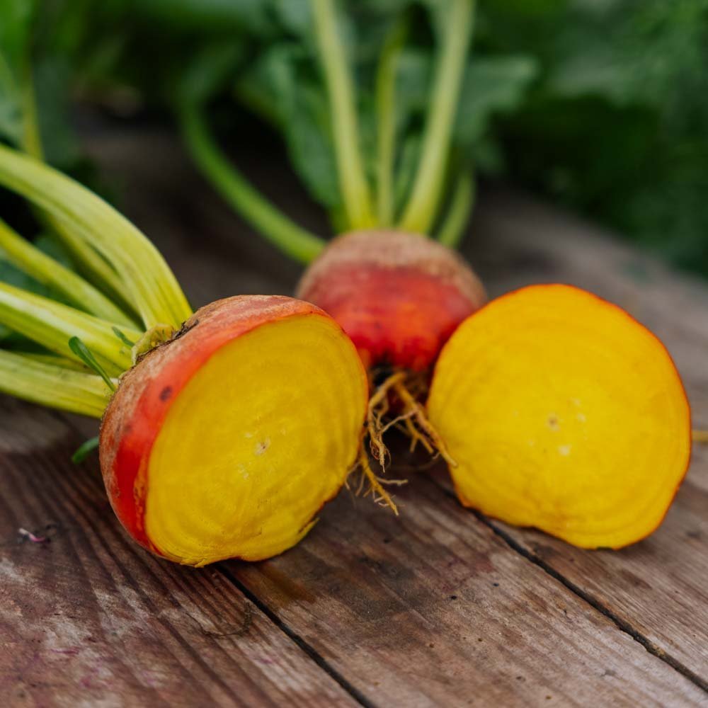 Punajuuren siemenet 'Wintersonne' - 50 luomusiementä