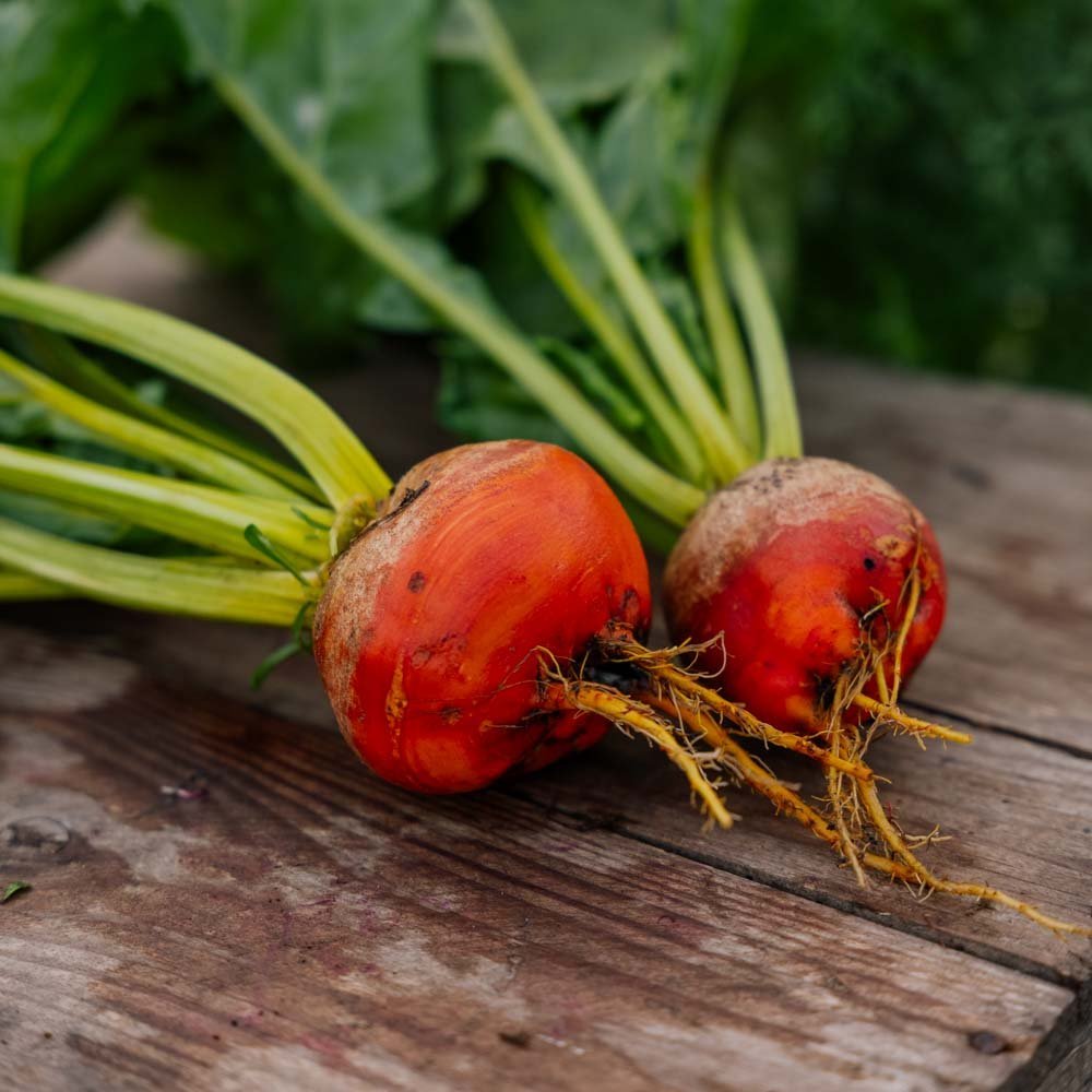 Punajuuren siemenet 'Wintersonne' - 50 luomusiementä
