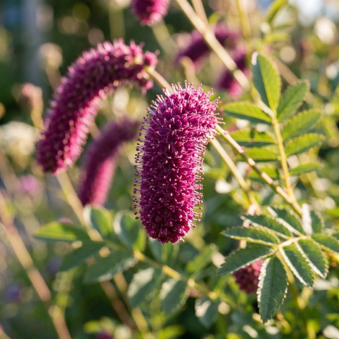 Punaluppio, Sanguisorba