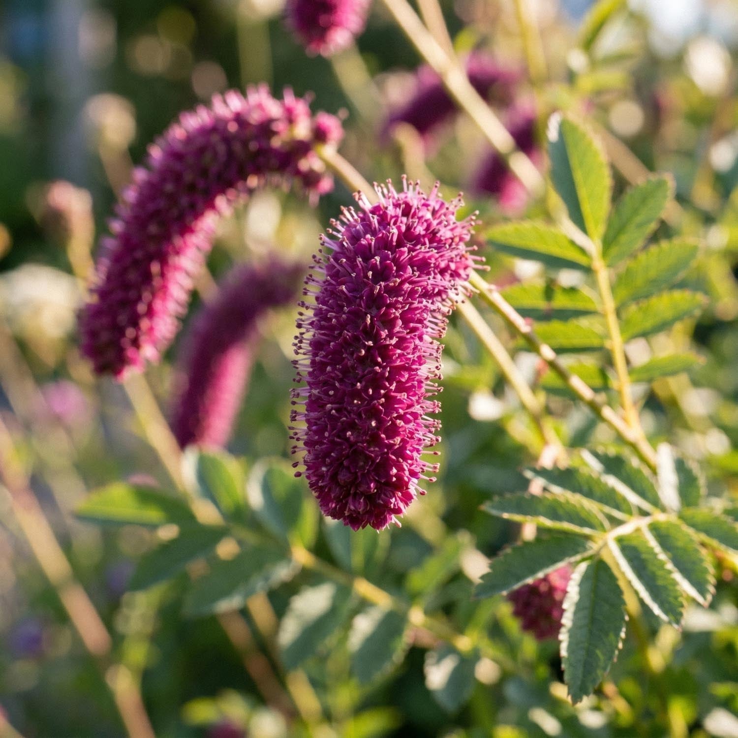Punaluppio, Sanguisorba