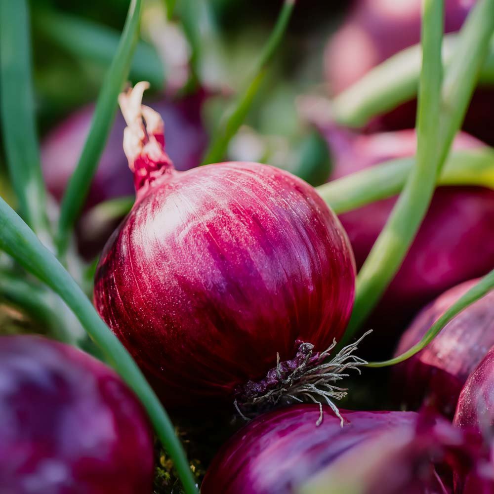 Punasipulin siemenet 'Red baron' - 100 luomusiementä