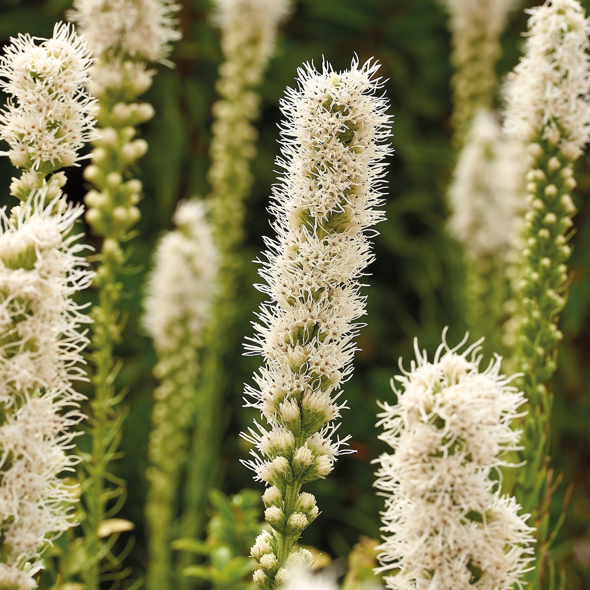 Punatähkät, Liatris 'Alba'
