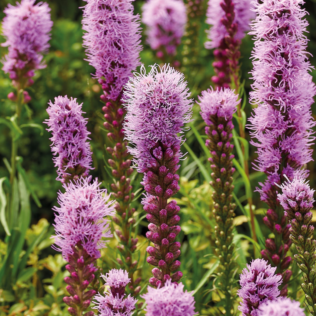 Punatähkät, Liatris 'Spicata'