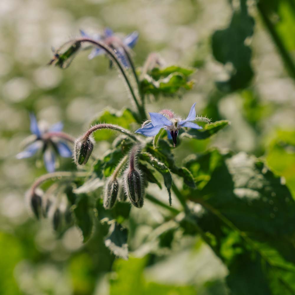Purasruohon siemenet - 50 luomusiementä