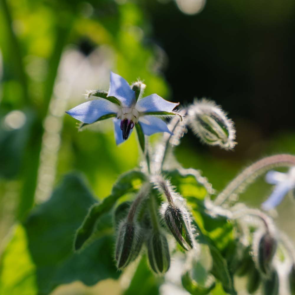 Purasruohon siemenet - 50 luomusiementä