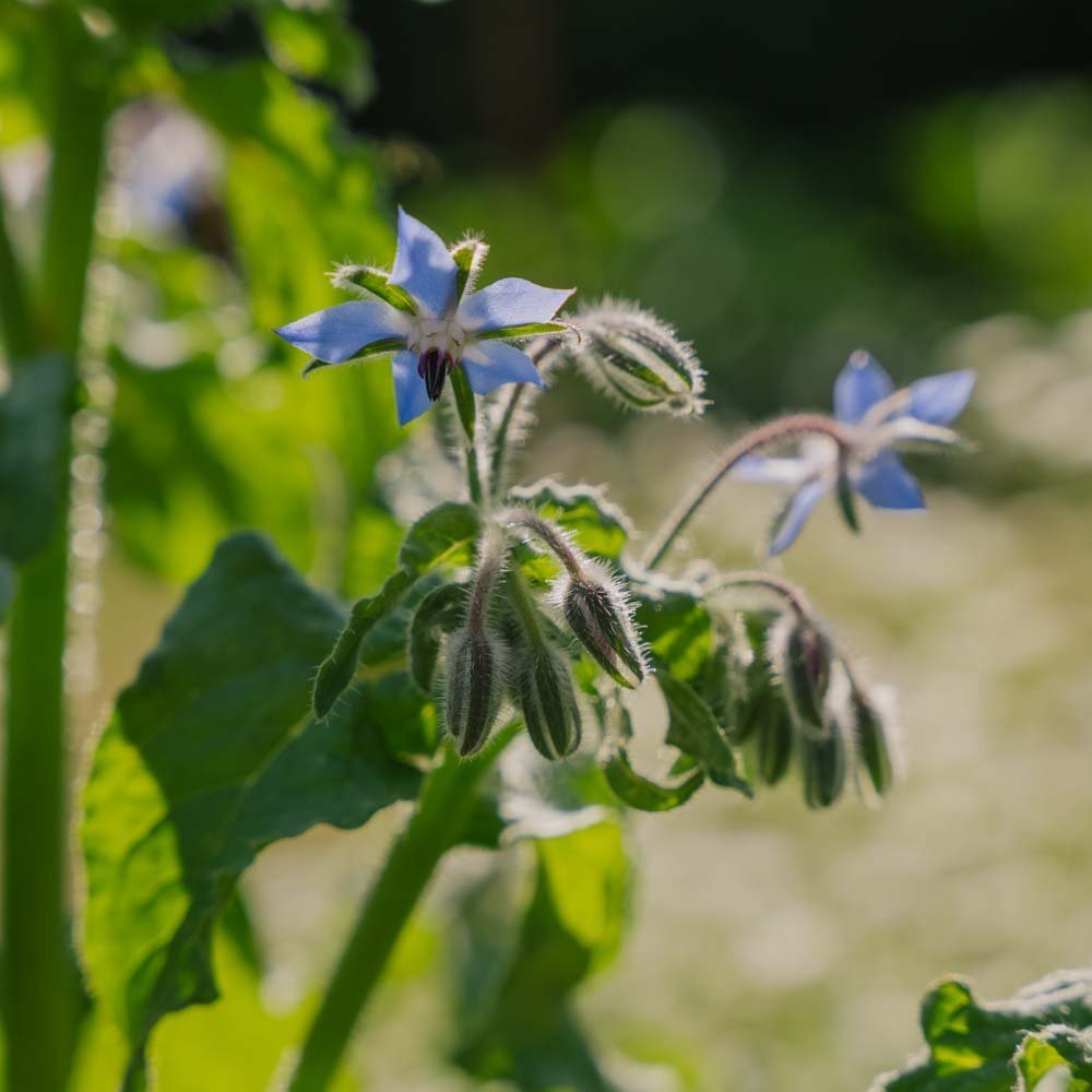 Purasruohon siemenet - 50 luomusiementä
