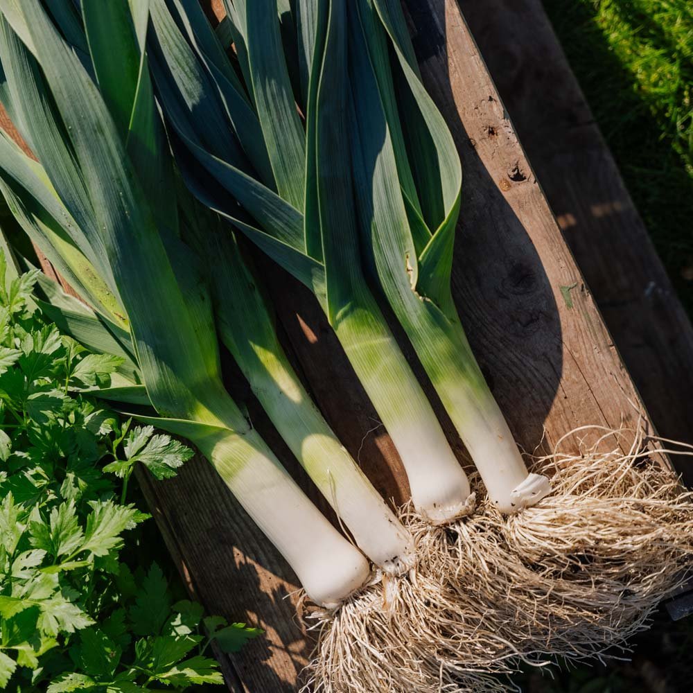 Purjon siemenet 'Hannibal' - 100 luomusiementä