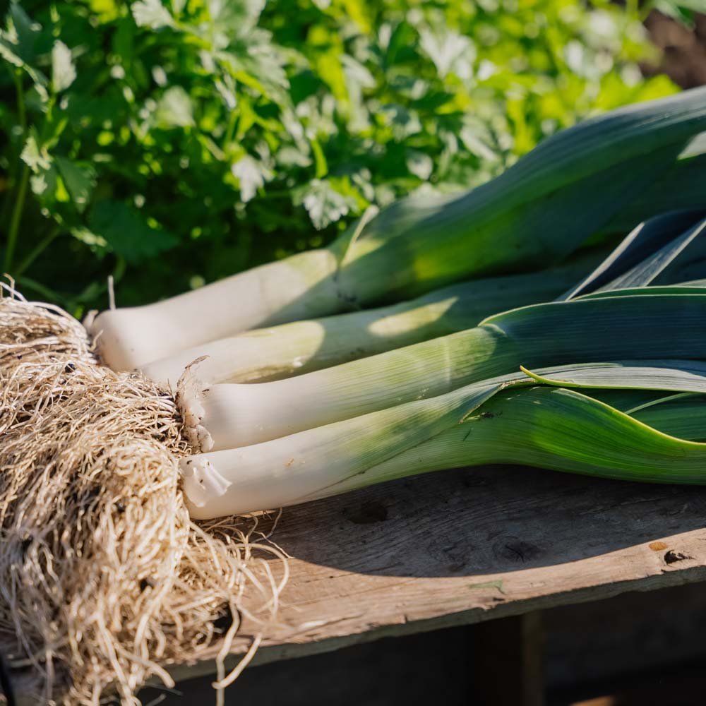 Purjon siemenet 'Hannibal' - 100 luomusiementä