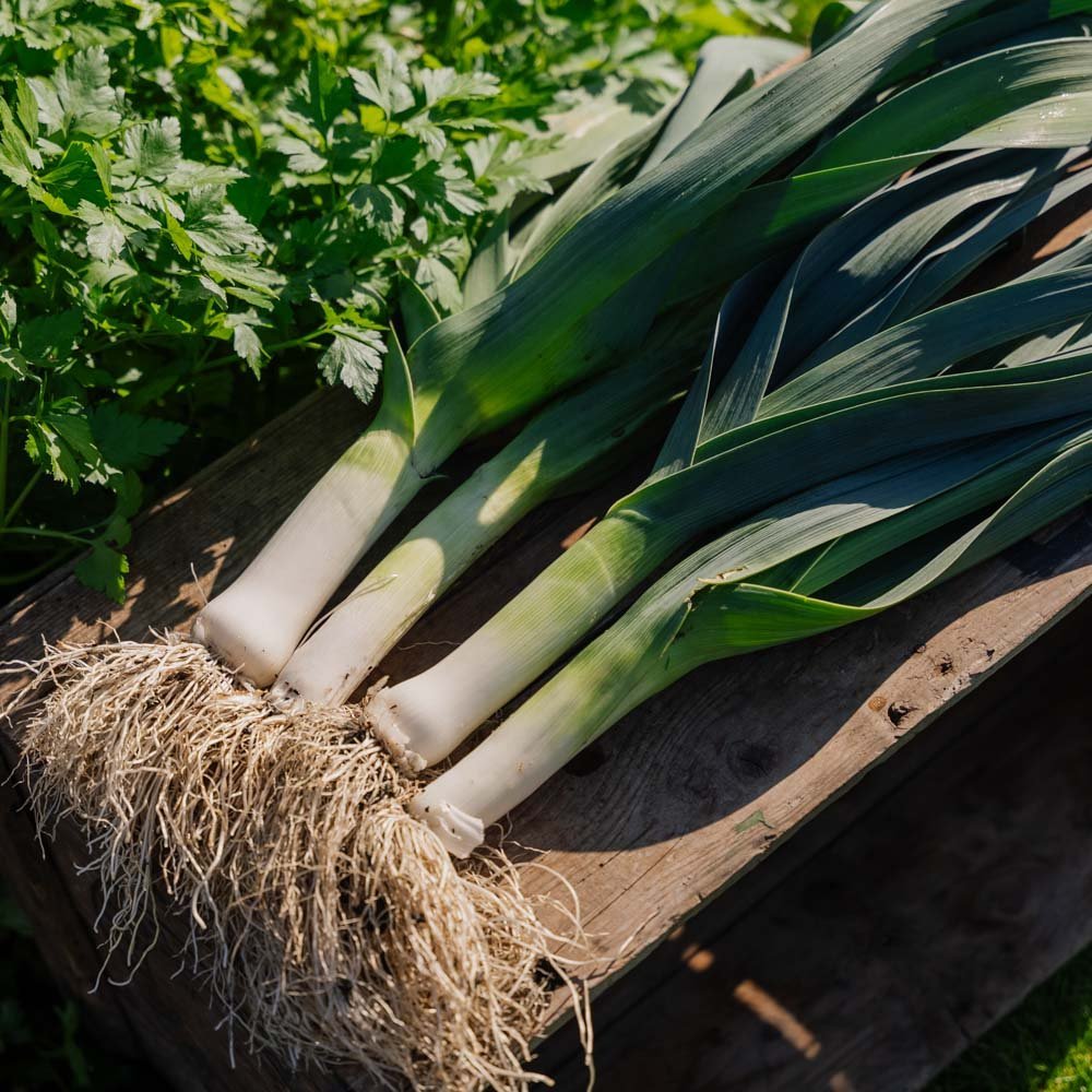 Purjon siemenet 'Hannibal' - 100 luomusiementä