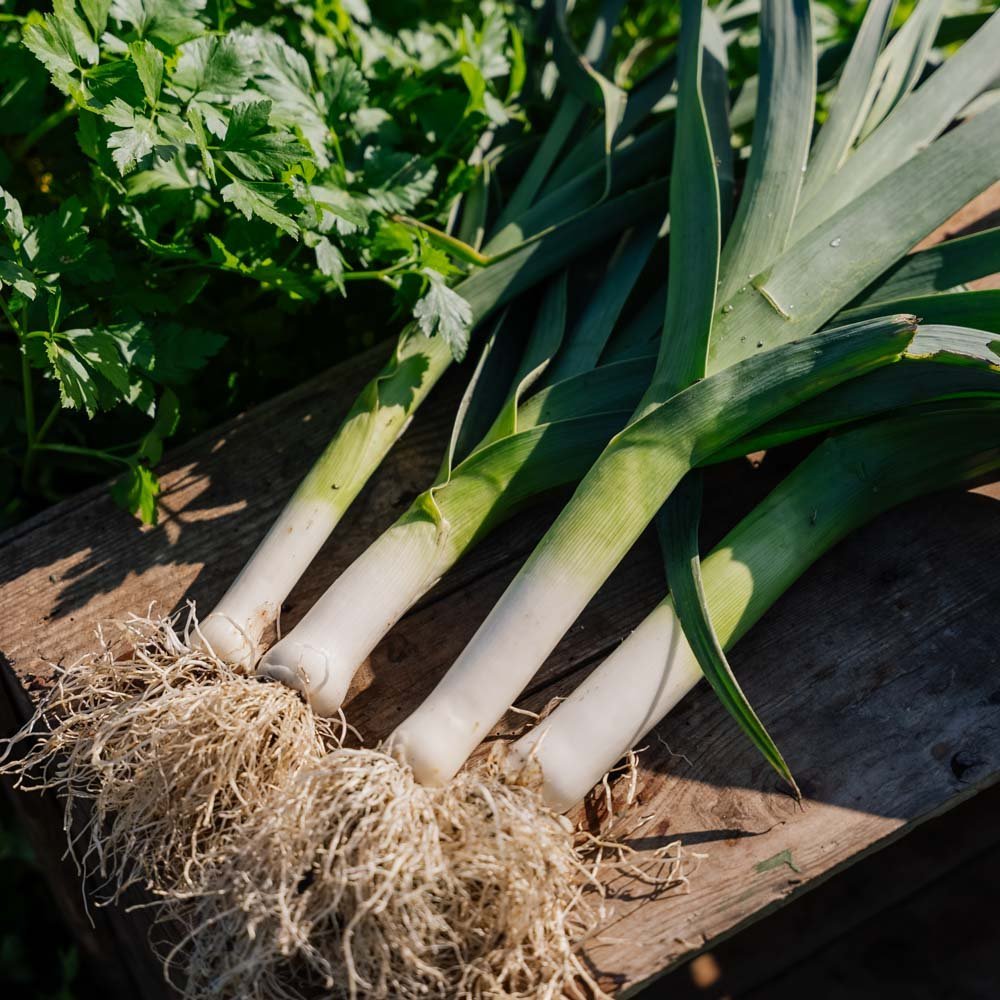 Purjon siemenet 'Kulaures' - 100 luomusiementä