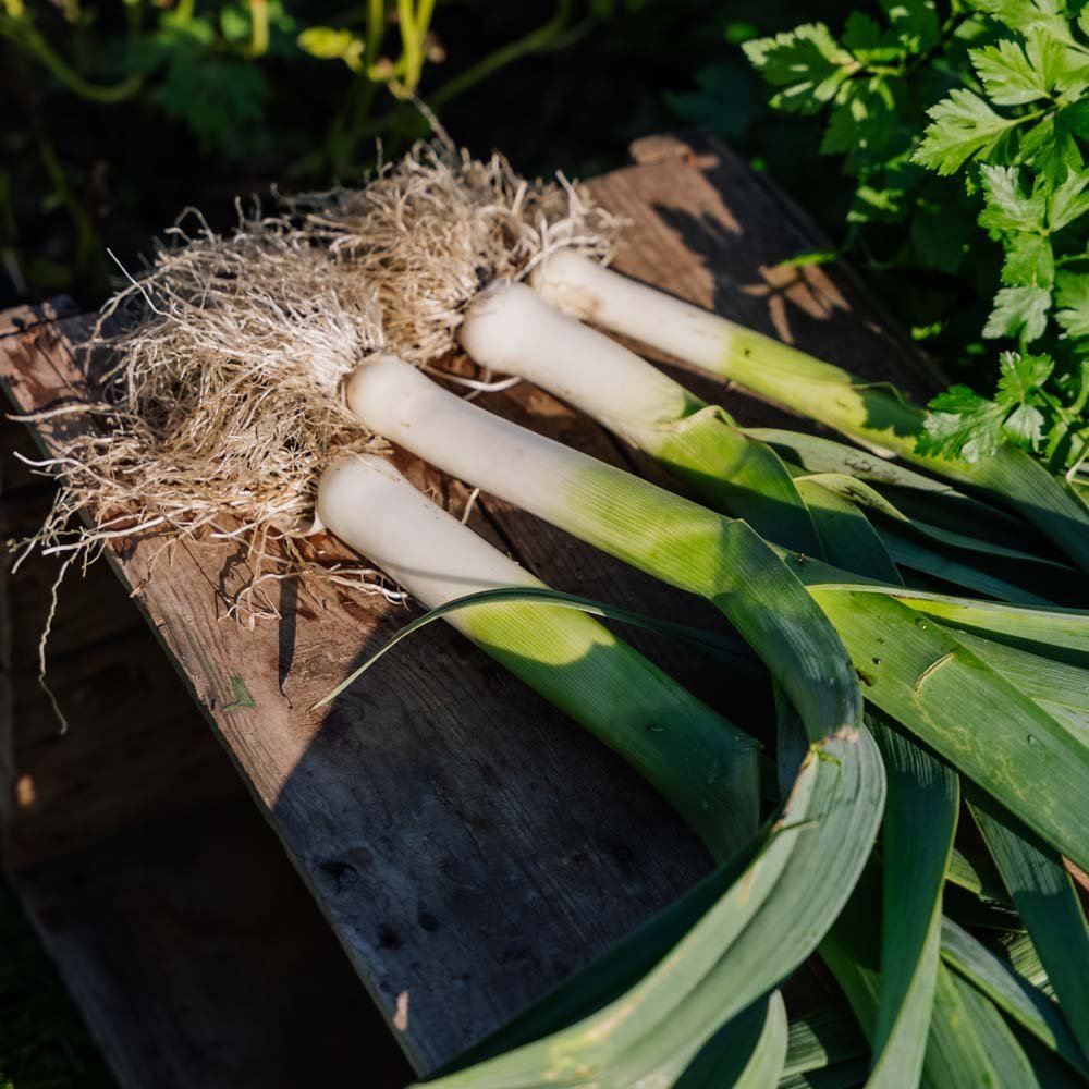 Purjon siemenet 'Kulaures' - 100 luomusiementä