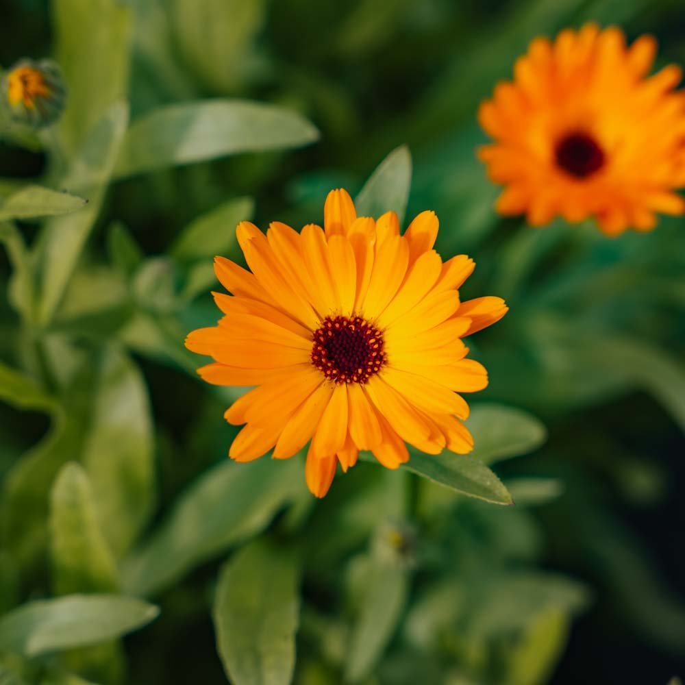 Puutarhakehäkukan siemenet - 70 luomusiementä