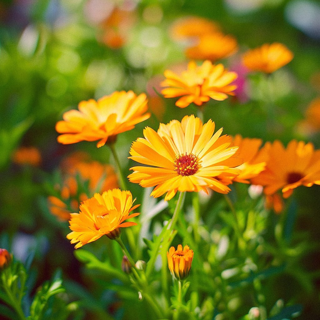 Puutarhakehäkukan siemenet - 70 luomusiementä