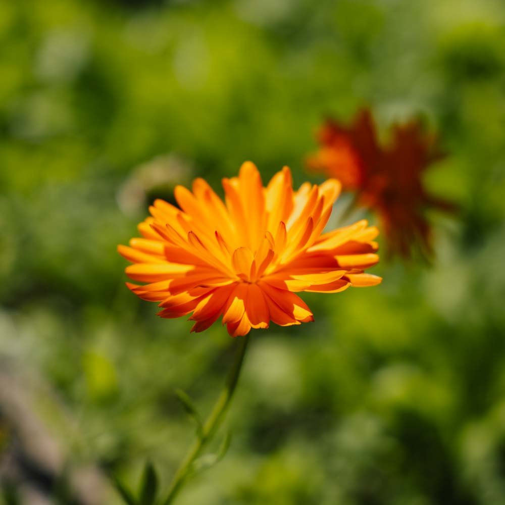 Puutarhakehäkukan siemenet - 70 luomusiementä