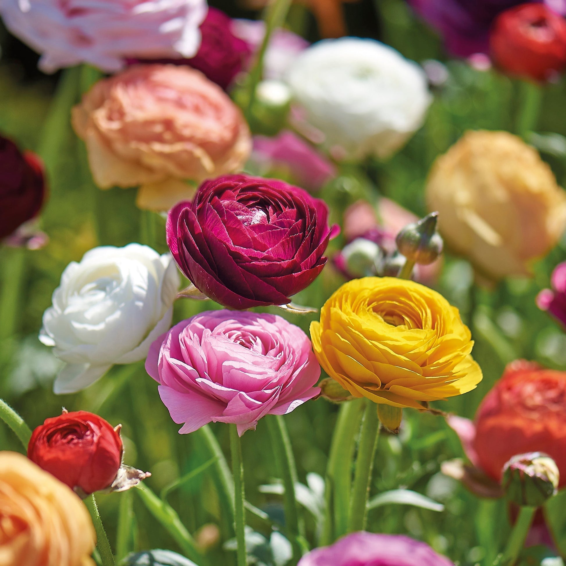 Ranunkki 'Asiaticus'