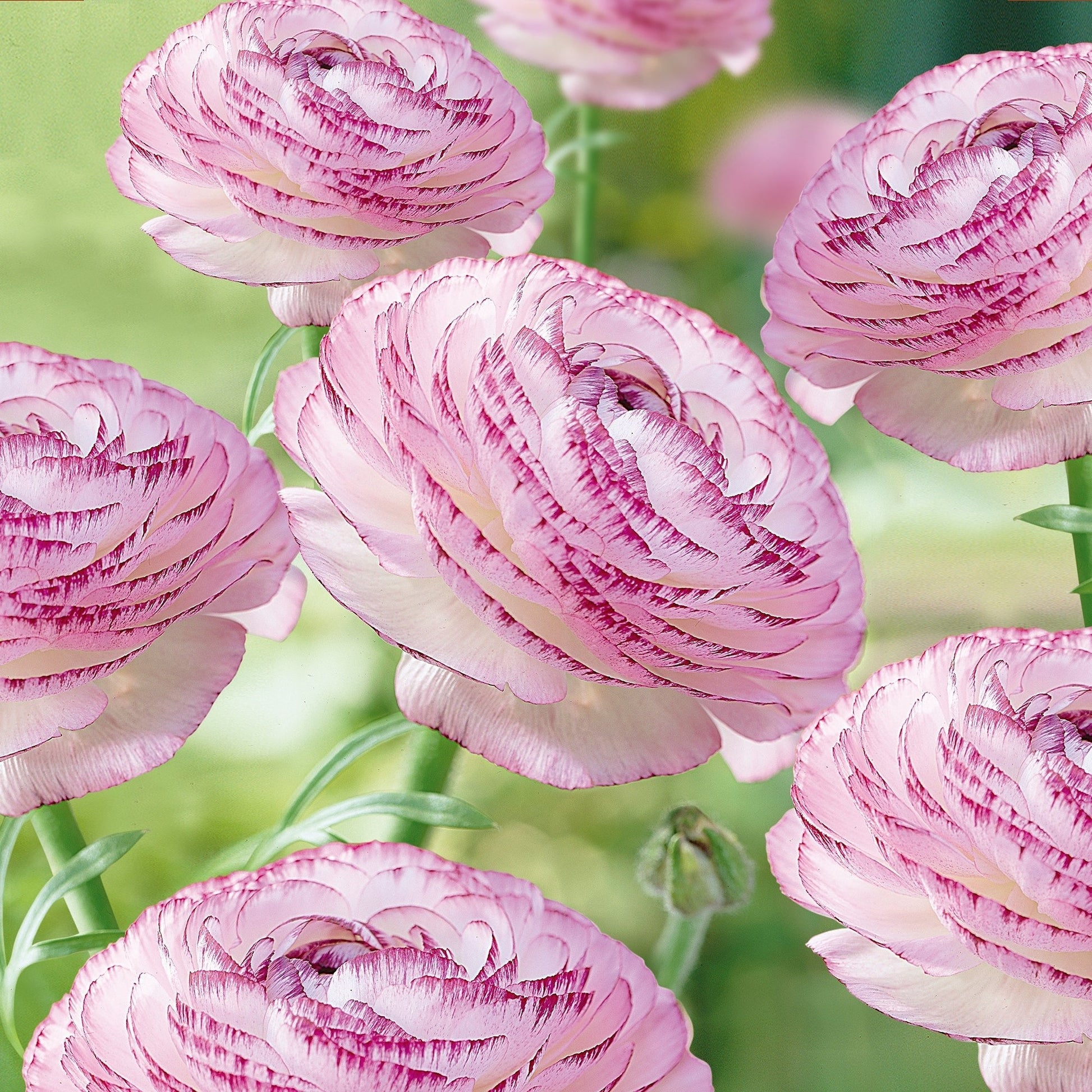 Ranunkki 'Picotee Pink'
