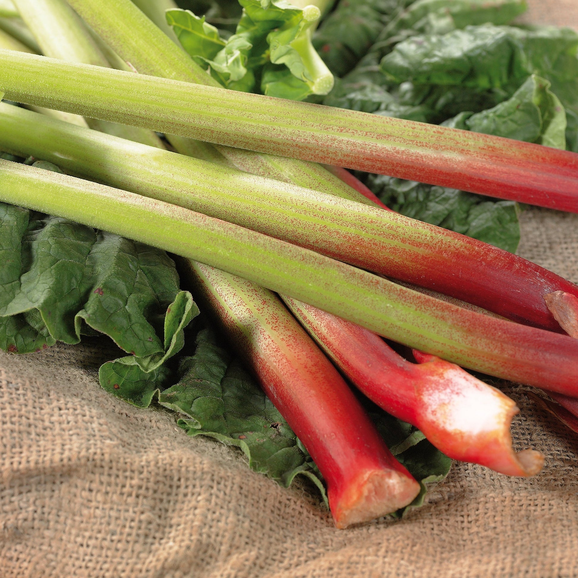 Raparperi 'Raspberry'