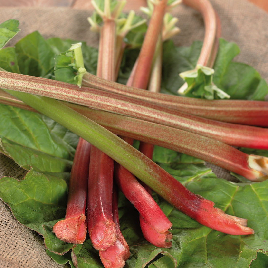 Raparperi 'Red Champagne'