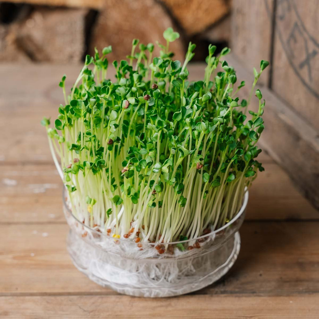 Retiisin mikrovihreiden siemenet - 800 luomusiementä