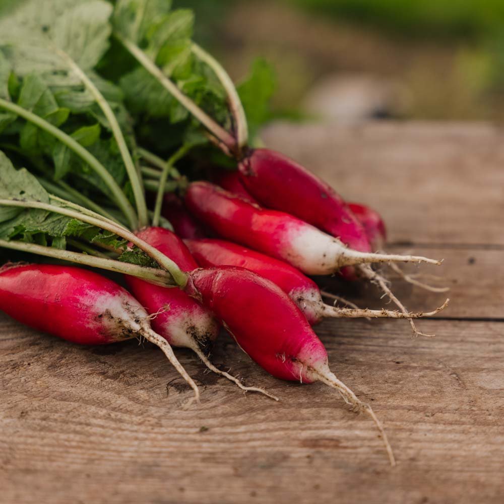 Retiisin siemenet 'French Breakfast 2' - 50 luomusiementä