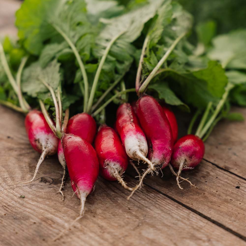 Retiisin siemenet 'French Breakfast 2' - 50 luomusiementä