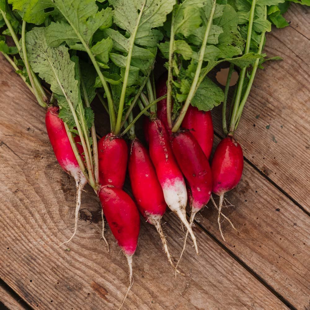 Retiisin siemenet 'French Breakfast 2' - 50 luomusiementä