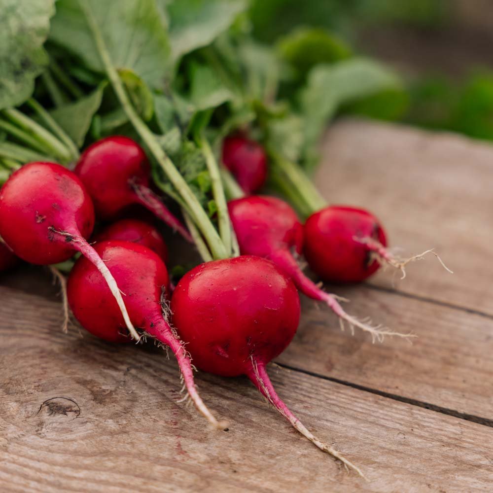 Retiisin siemenet 'Rudi' - 50 luomusiementä