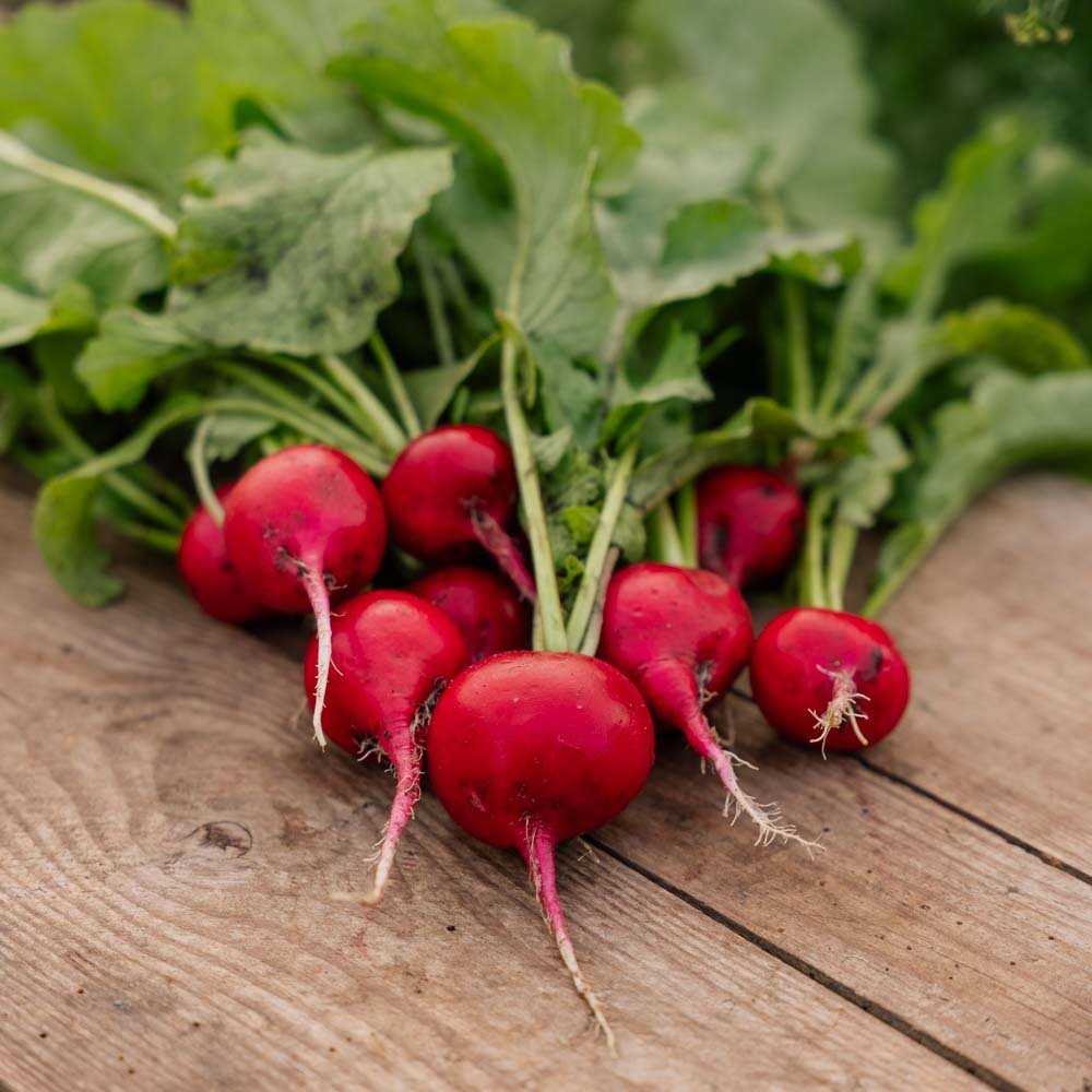 Retiisin siemenet 'Rudi' - 50 luomusiementä