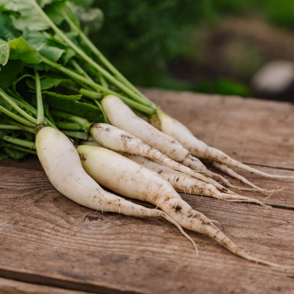 Retiisin siemenet 'White Icicle' - 50 luomusiementä