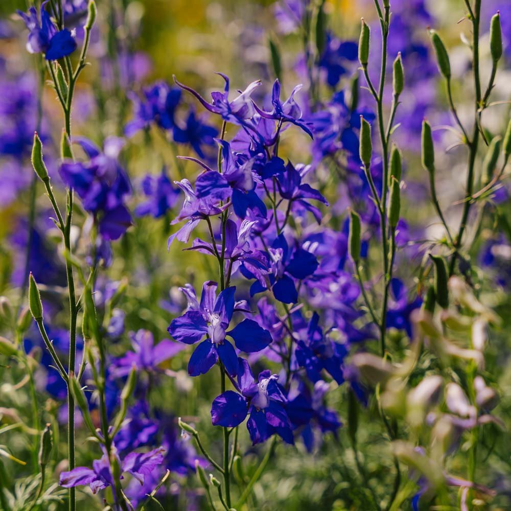Ritarinkannuksen siemenet 'Doubtful Knight's Spur' - 200 luomusiementä
