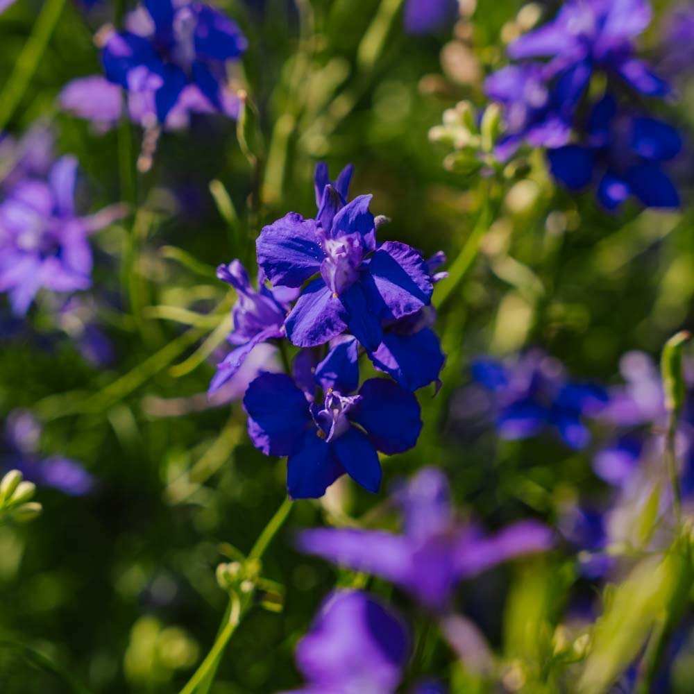Ritarinkannuksen siemenet 'Doubtful Knight's Spur' - 200 luomusiementä