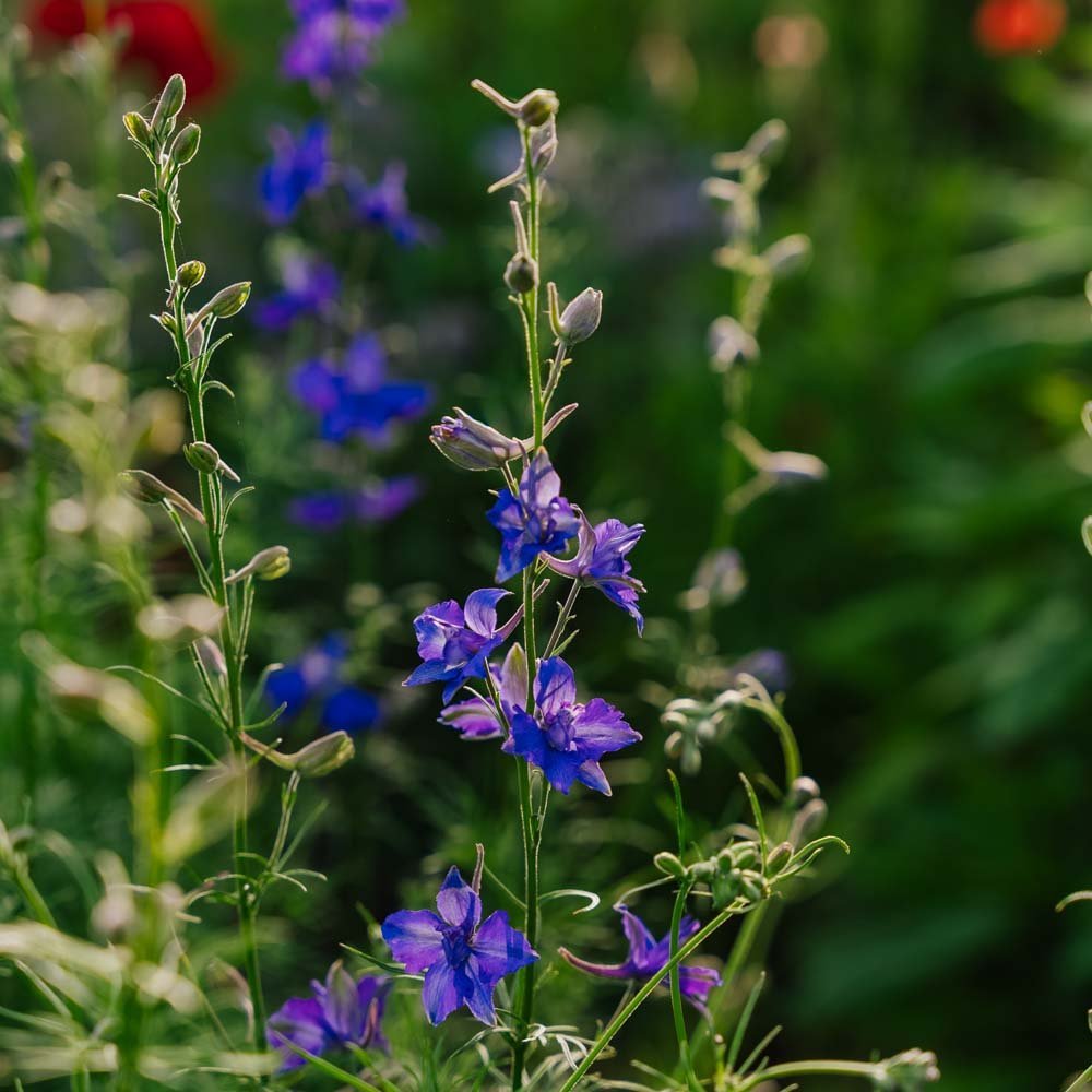 Ritarinkannuksen siemenet 'Doubtful Knight's Spur' - 200 luomusiementä