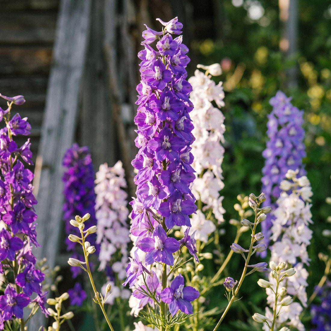 Ritarinkannuksen siemenet 'Larkspur' - 90 luonnonmukaista siementä