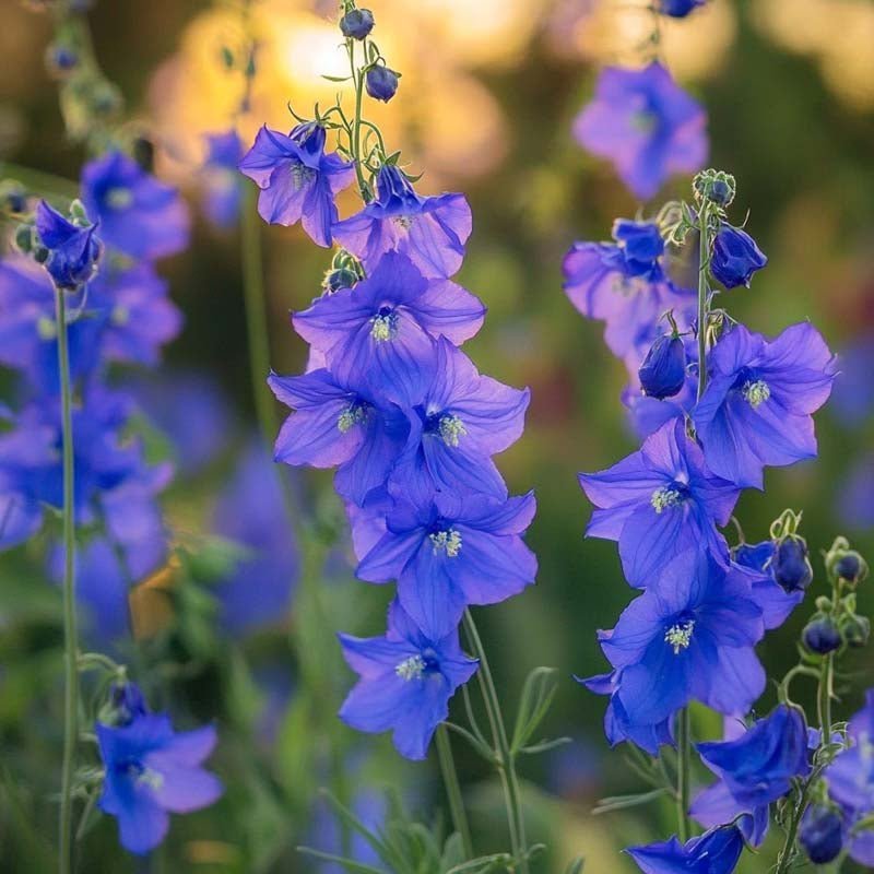 Ritarinkannuksen siemenet 'Siberian Larkspur' - 250 luomusiementä
