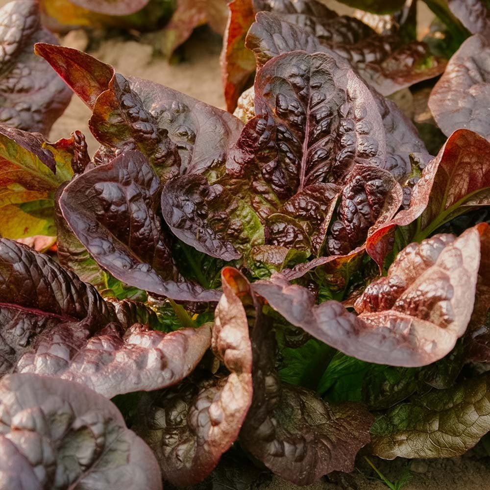 Roomansalaatin siemenet 'Little Leprechaun' - 300 luomusiementä