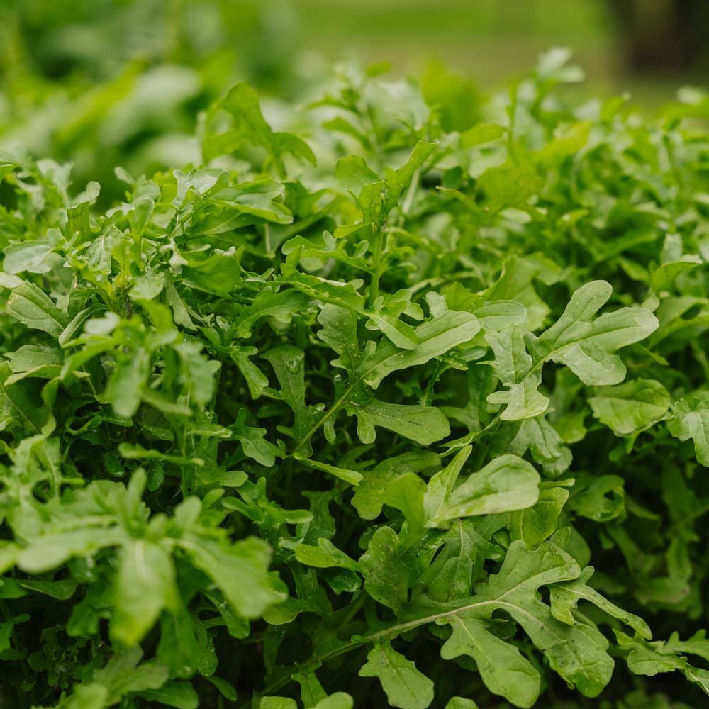 Rucolan siemenet 'Esmee' - 300 luomusiementä