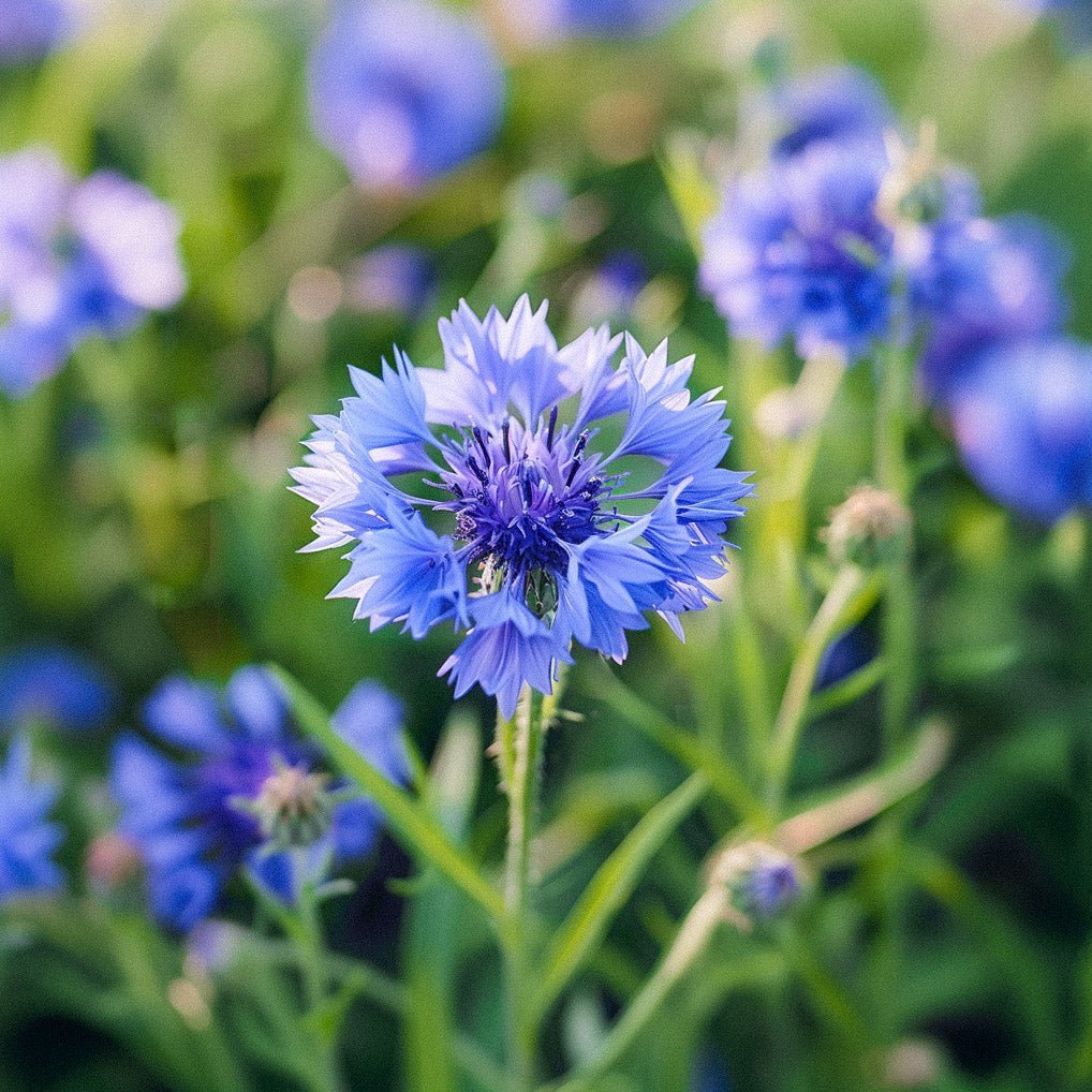 Ruiskaunokinsiemenet 'Cornflower' - 120 luomusiementä