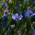 Ruiskaunokinsiemenet 'Cornflower' - 120 luomusiementä