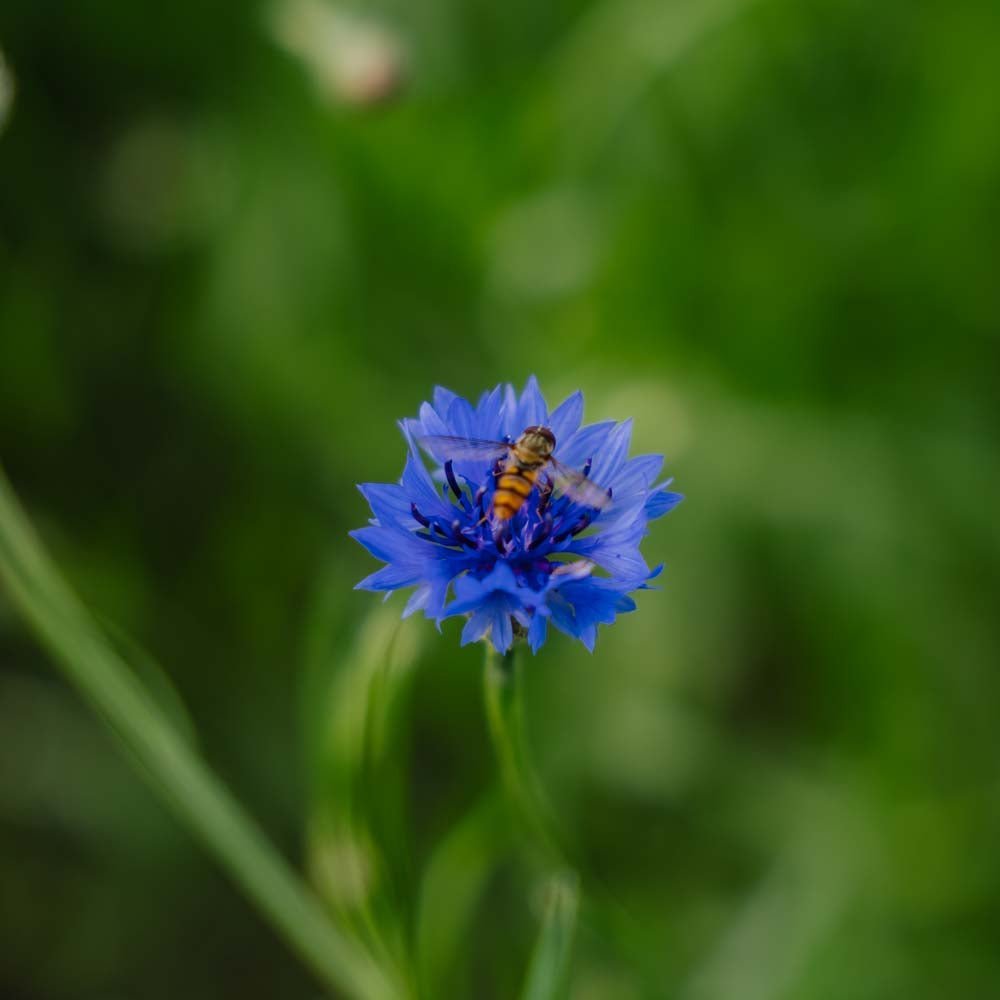 Ruiskaunokinsiemenet 'Cornflower' - 120 luomusiementä