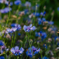 Ruiskaunokinsiemenet 'Cornflower' - 120 luomusiementä