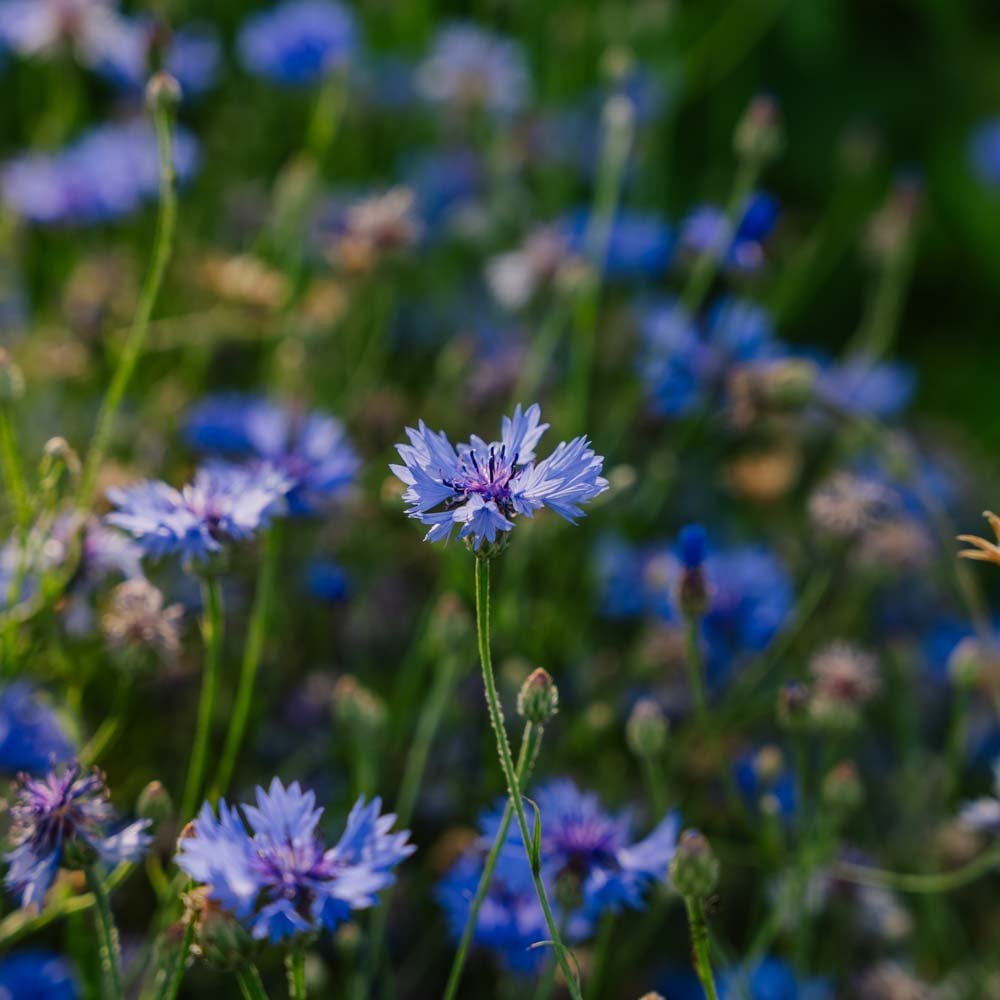 Ruiskaunokinsiemenet 'Cornflower' - 120 luomusiementä