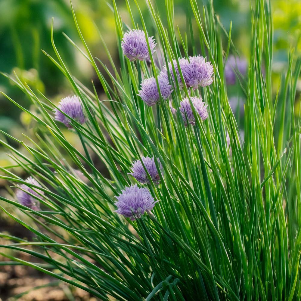 Ruohosipulin siemenet - 200 luomusiementä