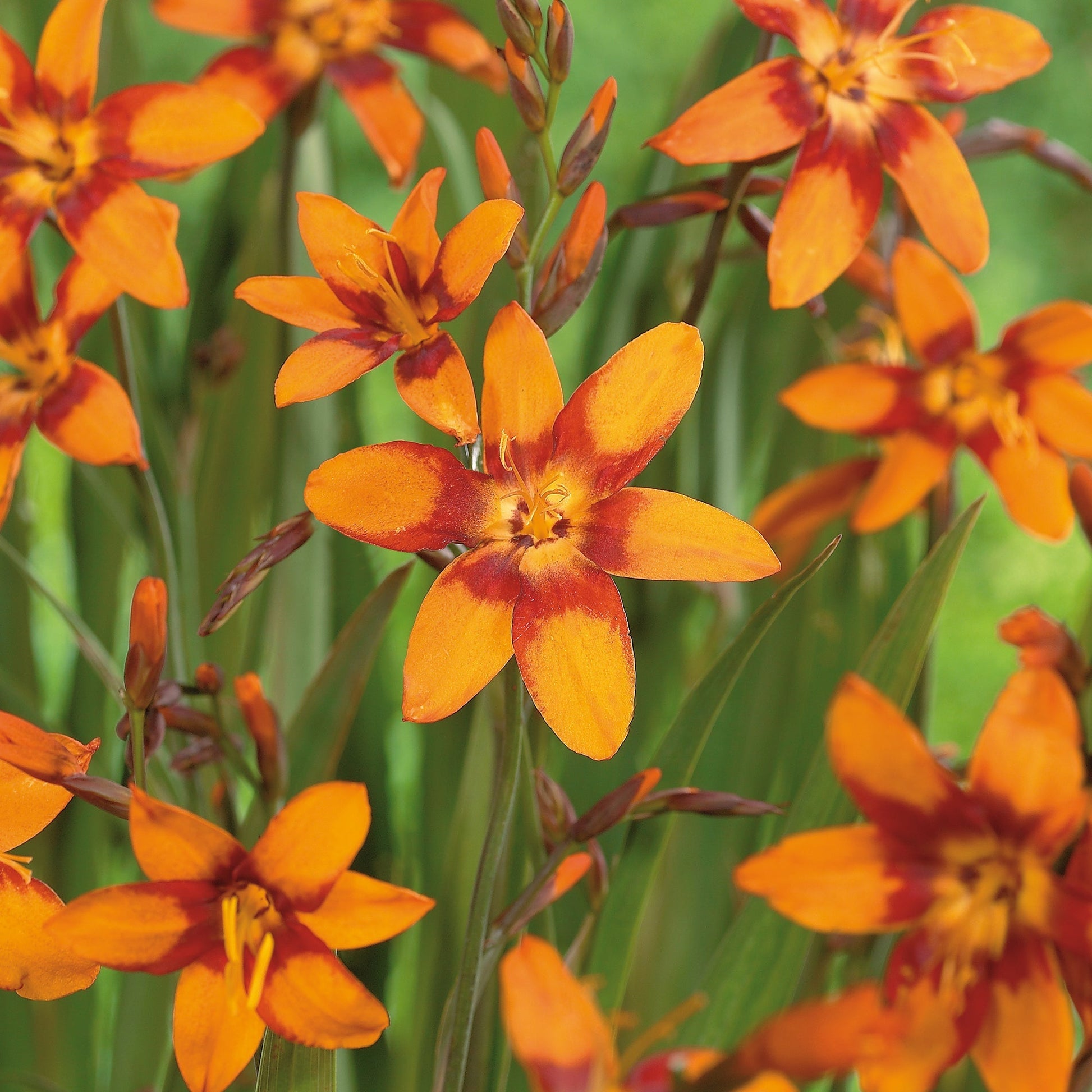 Ruostekukka, Crocosmia 'Emily McKenzie'