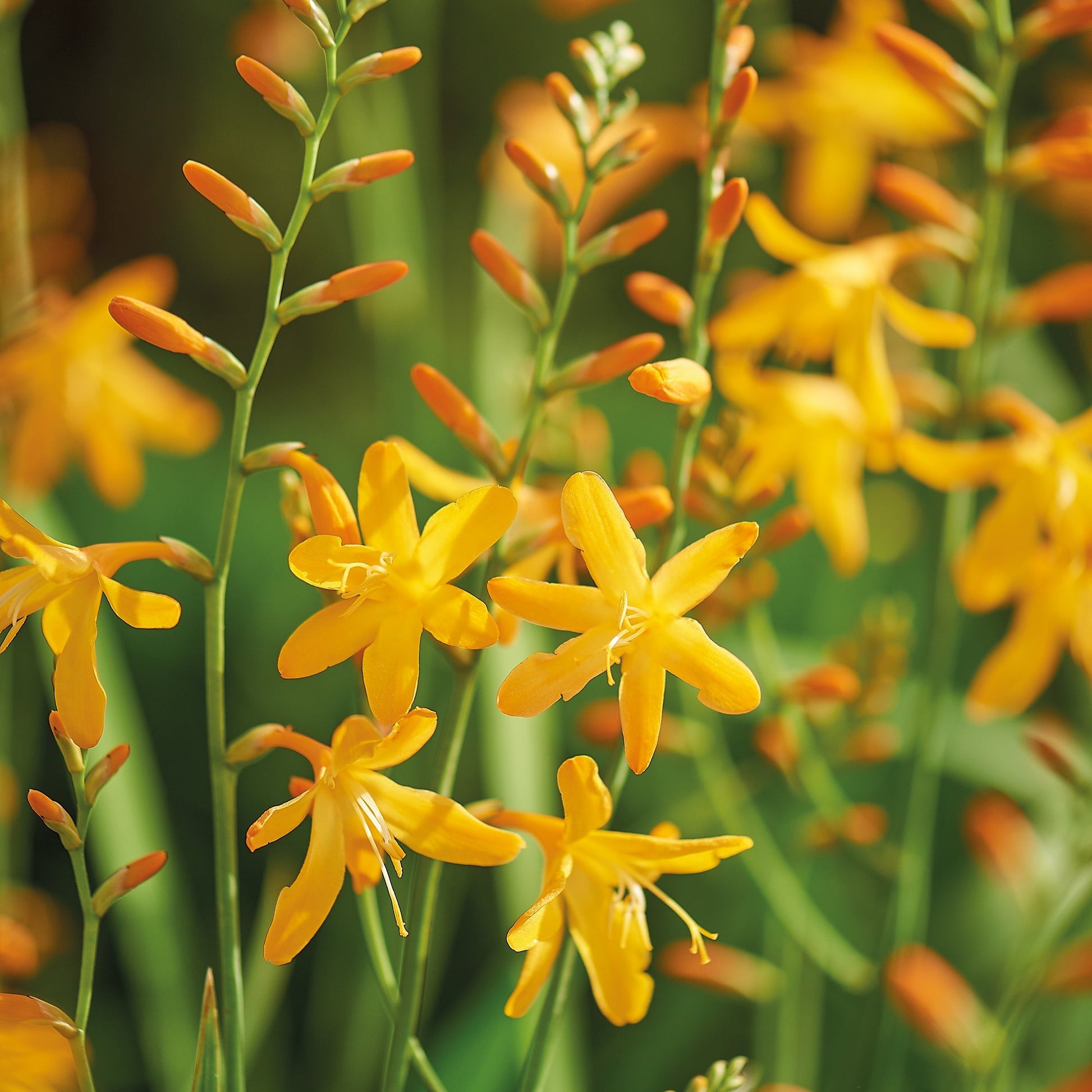 Ruostekukka, Crocosmia 'George Davison'